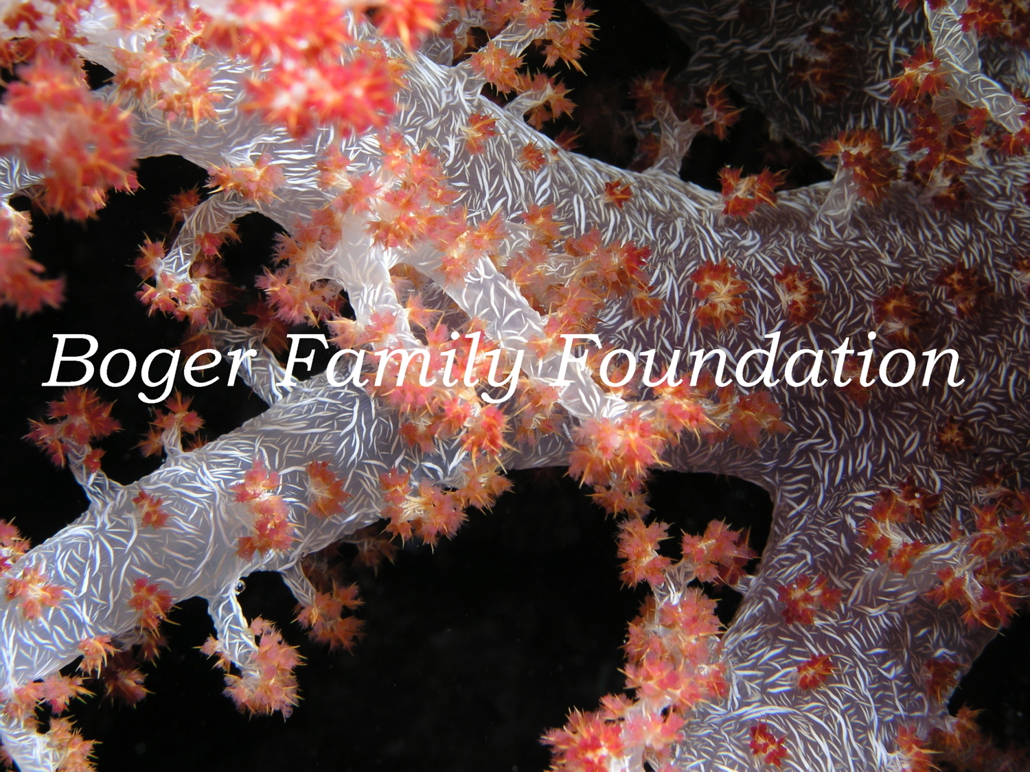 Boger Family Foundation logo